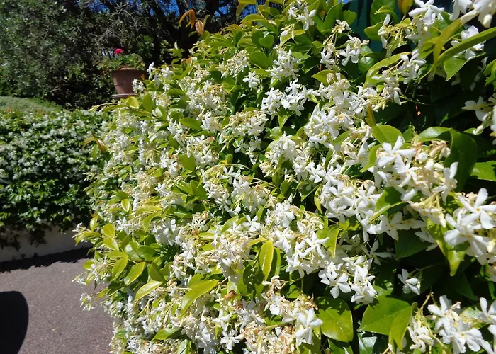 Feline Nocleg ze śniadaniem 3*