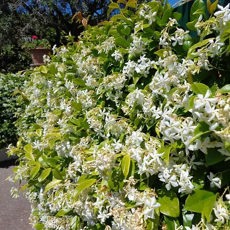 Feline Bed & Breakfast 3*